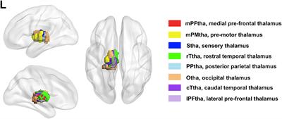 Correlation Between Thalamus-Related Functional Connectivity and Serum BDNF Levels During the Periovulatory Phase of Primary Dysmenorrhea